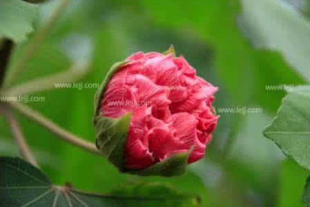 木芙蓉花语 木芙蓉图片 木芙蓉图片，木芙蓉花语是什么？