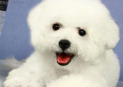 比熊犬狗笼 比熊犬是贵宾犬吗