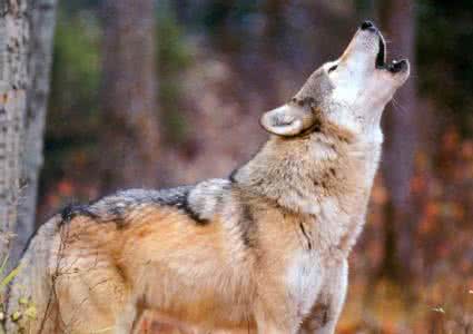 与百万富翁同行 富翁与狼