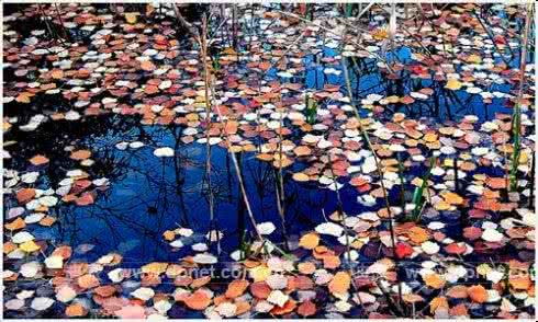 摄影基本功训练 摄影基本功训练 - 色彩表现