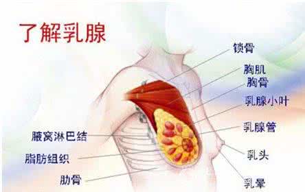 乳腺囊肿是什么 乳腺囊肿是什么 教你如何防治乳腺囊肿