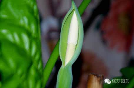 滴水观音叶子变绿妙招 滴水观音 怎样让你的滴水观音又绿又亮？| 塔莎课堂