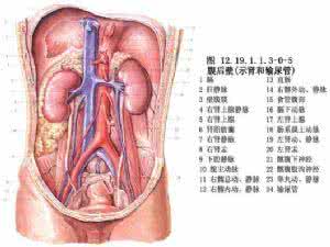 按肾经 肾 经