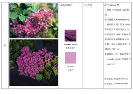 三角梅有哪些品种 三角梅的品种有哪些
