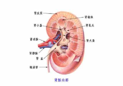 肾脏积水是怎么回事 肾脏最害怕的六件事