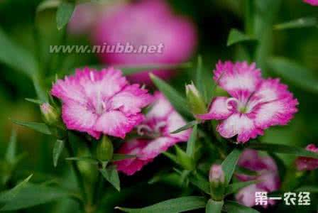 秀妍 多肉的养殖要点 麝香石竹 麝香石竹是什么花 麝香石竹的养殖要点