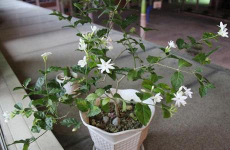 关于兰花养植技术 关于茉莉花的养植经验