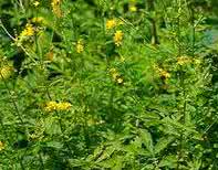 仙鹤草抗癌 我们不得不知的一味抗癌中药“仙鹤草”