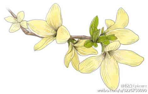 花都开好了 花馔图谱|花都开好了，只看不吃怎么行！