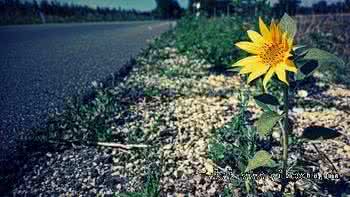 感悟生命拥抱幸福文章 感悟生命，拥抱生活