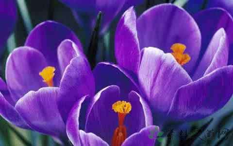 高血压能吃藏红花吗 藏红花能治高血压吗 高血压能吃红花吗