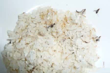 大米出虫较多还能吃吗 大米生虫了还能吃吗