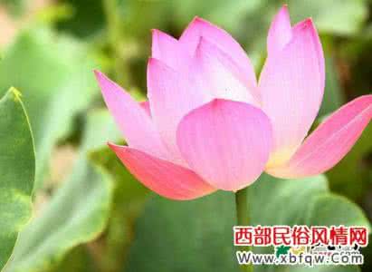 荷花和莲花的区别 梦见荷花 梦见莲花