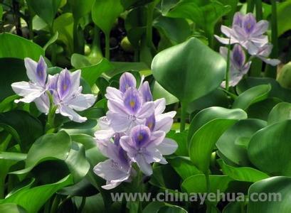 雨久花科 凤眼莲(Eichhornia crassipes),雨久花科  