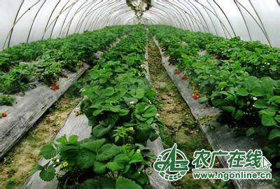 一亩钢架大棚要多少钱 钢架大棚草莓冬季管理技术要点