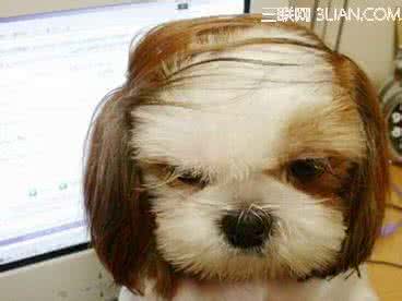 狗狗毛色不好怎么办 狗狗的毛色不好该如何护理呢？