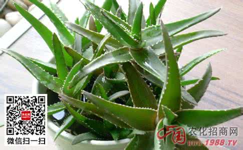 芦荟的养殖方法 芦荟的养殖方法 芦荟的养殖方法 芦荟怎么养