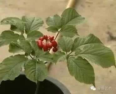 西洋参栽培技术 西洋参盆景栽培管理