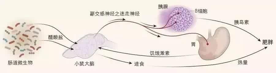 肠道微生物 肠道微生物 肠道微生物和癌症有怎样的关联吗