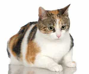 猫的怀孕期 猫的怀孕期 怀孕期的妊娠纹怎么办?