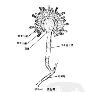 构巢曲霉 金合欢 构巢曲霉在应答与金合欢醇诱导压力下蛋白质组学分析