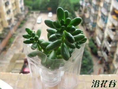 虹之玉叶肉怎么水培 虹之玉水培