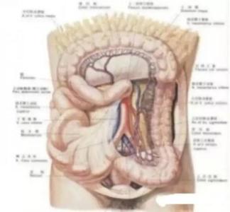 你的肠道健康吗 你的肠道是否健康