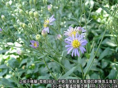紫菀的功效与作用 紫菀 紫菀图片_紫菀的功效与作用