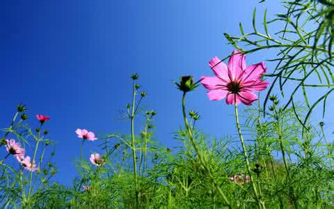 花落尘香风天行 落在花上的尘（应采风）