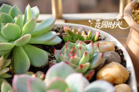 夏天多肉植物能露养吗 【多肉植物】一盆露养的多肉植物拼盆和有些露养的注意事项