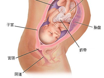 分娩胎盘娩出期 女性分娩过后胎盘可以吃吗?不同观点惹争议