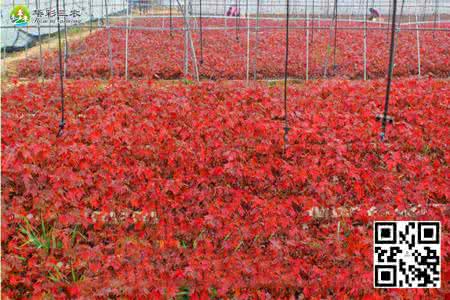 美国红枫种植技术 美国红枫种植技术 不同季节美国红枫种植技术的不同