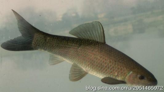 青鱼的营养价值 四大家鱼之一 青鱼的营养