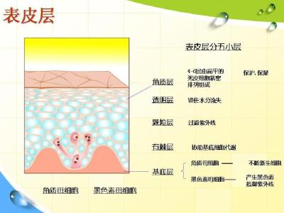 面部皮肤专业知识大全 皮肤美容知识大全