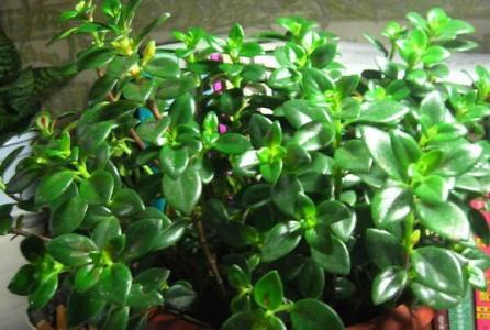 金鱼吊兰 盆栽知识|漂亮的金鱼吊兰，你值得拥有！