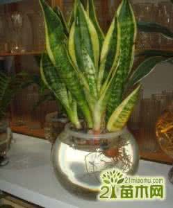金边虎皮兰 水培虎皮兰怎么养