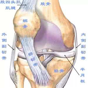 膝关节髌骨软化 髌骨在膝关节中的作用
