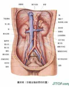 人体器官内脏分布图 全套高清人体器官,内脏,骨骼解剖图 - 道客巴巴