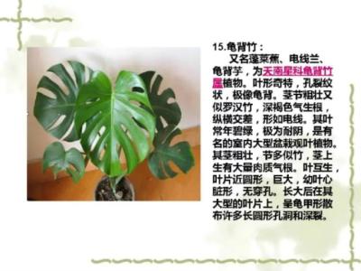 植物大战僵尸养花 100种室内常见植物养护环境大全，养花不求人！