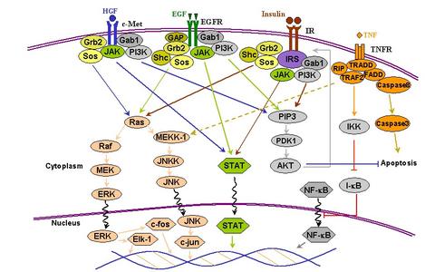肝脏在糖代谢中的作用 肝脏在糖代谢中的作用 监测肝脏糖代谢可能成为癌症诊断的关键