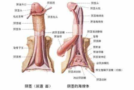 二胎结扎新政策2016 生二胎后必须结扎吗