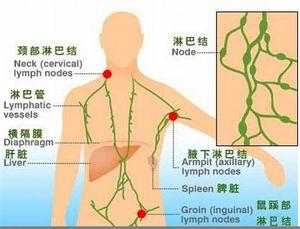 淋巴排毒 淋巴表层排毒