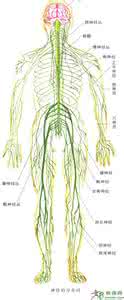 水螅的神经系统 神经系统的进化  水螅的神经网  