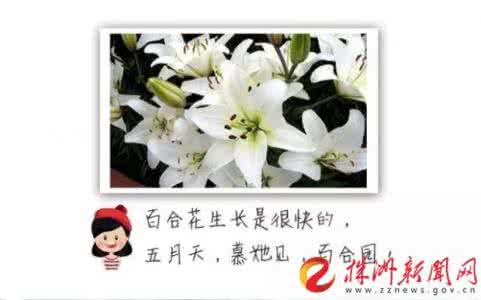 手工皂的制作方法 DIY手工皂 经典百合马赛皂制作方法教程