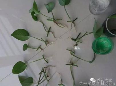 绿萝的扦插方法图解 绿萝爆盆 绿萝超级扦插大法，分分钟爆盆给你看！