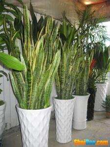 虎皮兰养殖方法 虎皮兰的家庭养殖方法及注意事项