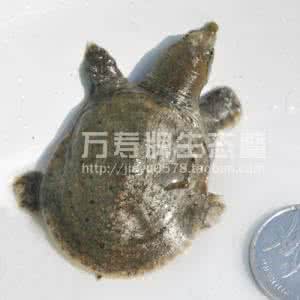 哪些食物是高脂肪的 甲鱼是高脂肪的吗?