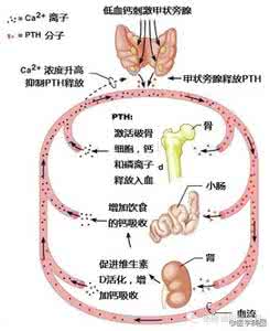 甲状旁腺激素高怎么办 甲状旁腺激素