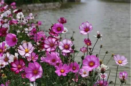 南京全年赏花时间表 春天来了，2015年最新赏花时间表！