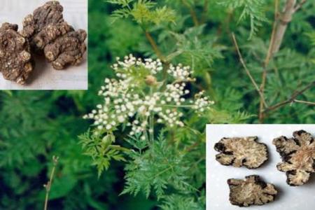 川芎的功效与作用 川芎的功效与作用 川芎的功效及应用相关